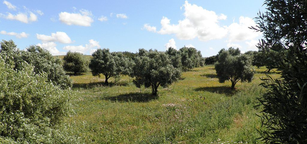 Olivos de Secano