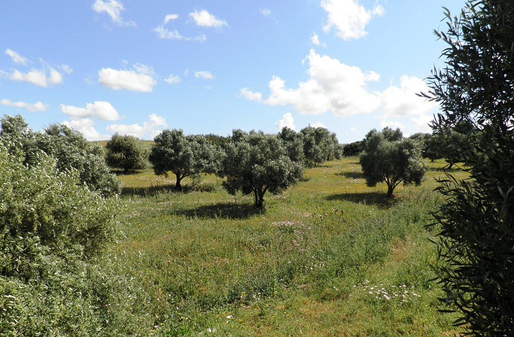 Olivos de Secano