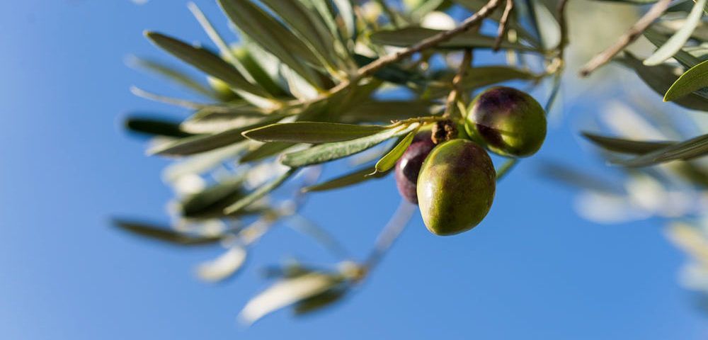 Aceitunas de la variedad Picual