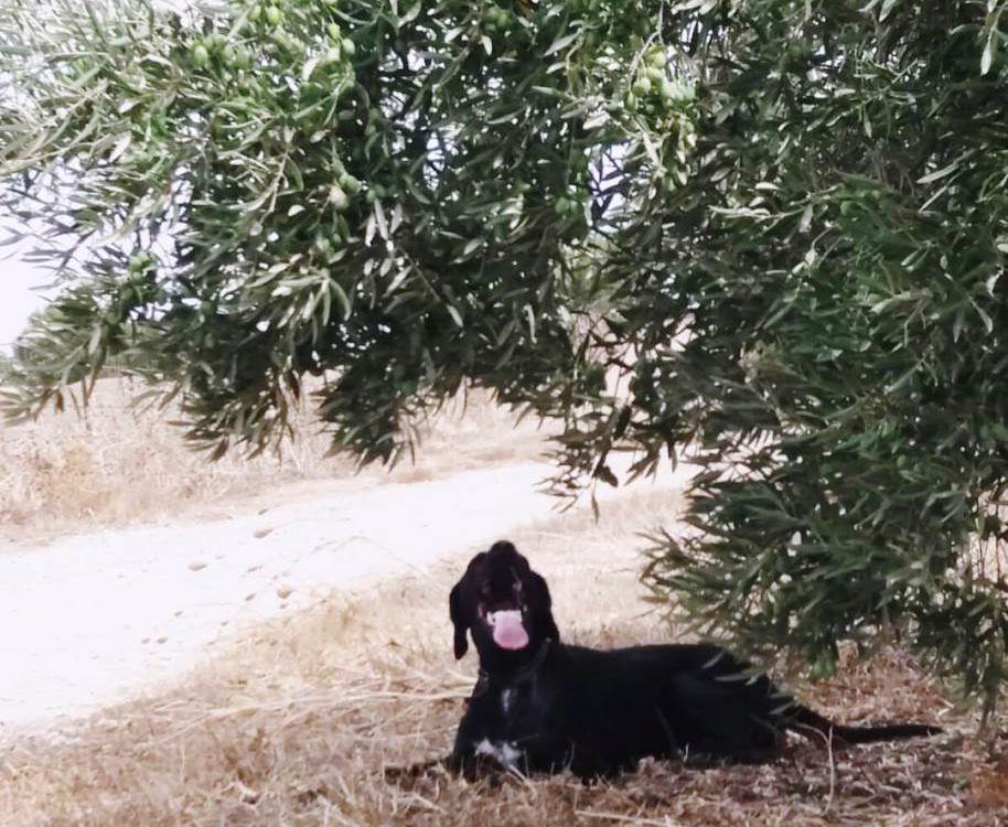 A la sombra de un Olivo