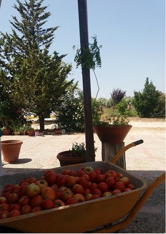 Productos de la huerta