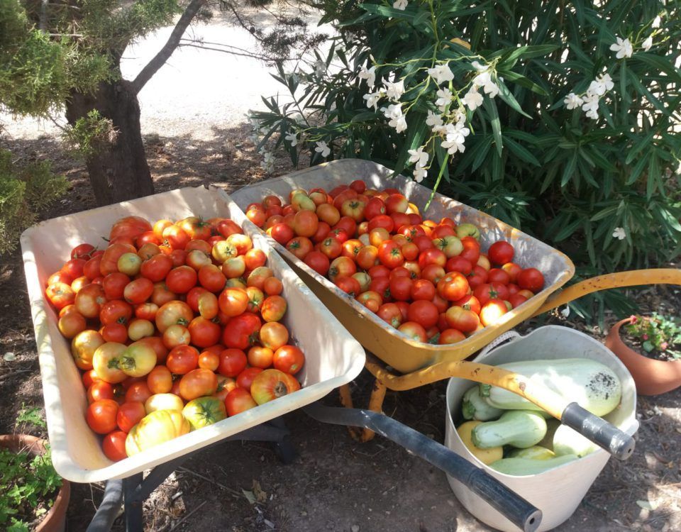 Tomates para el Gazpacho andaluz