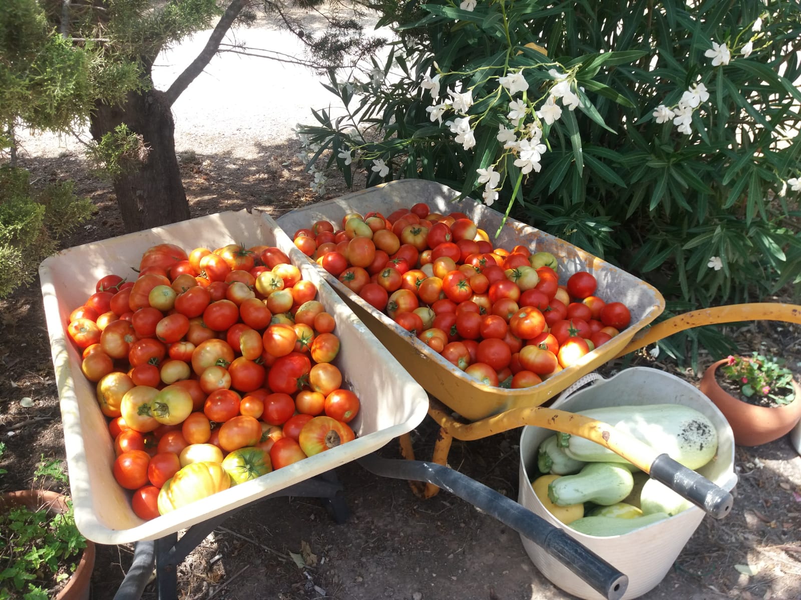 Tomates para el Gazpacho andaluz