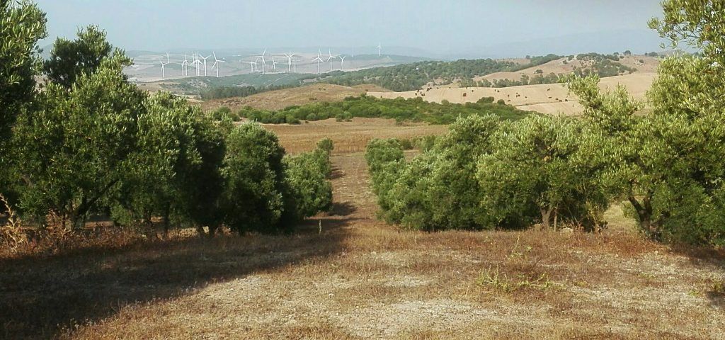 Olivos en verano