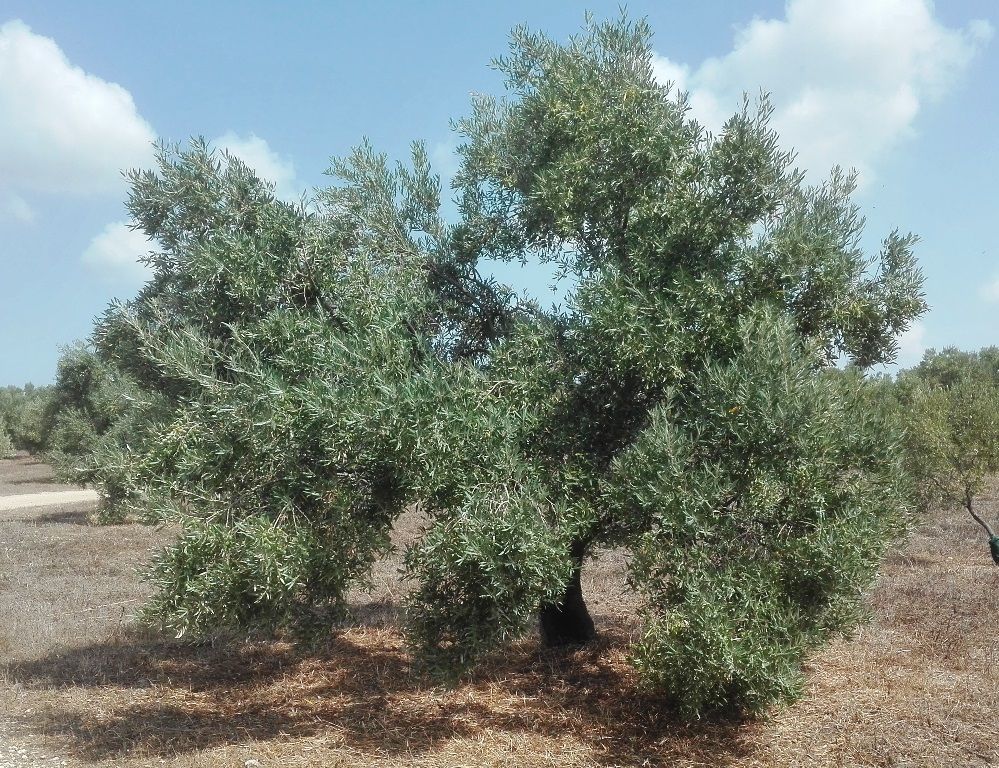 Olivo al final del verano