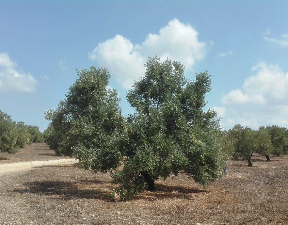 Olivos al comienzo del otoño