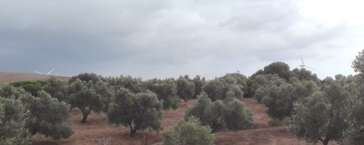 Tormentas en el Olivar