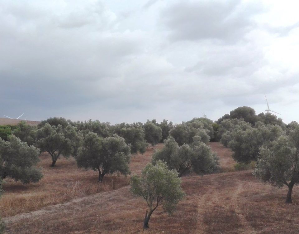 Tormentas en el Olivar