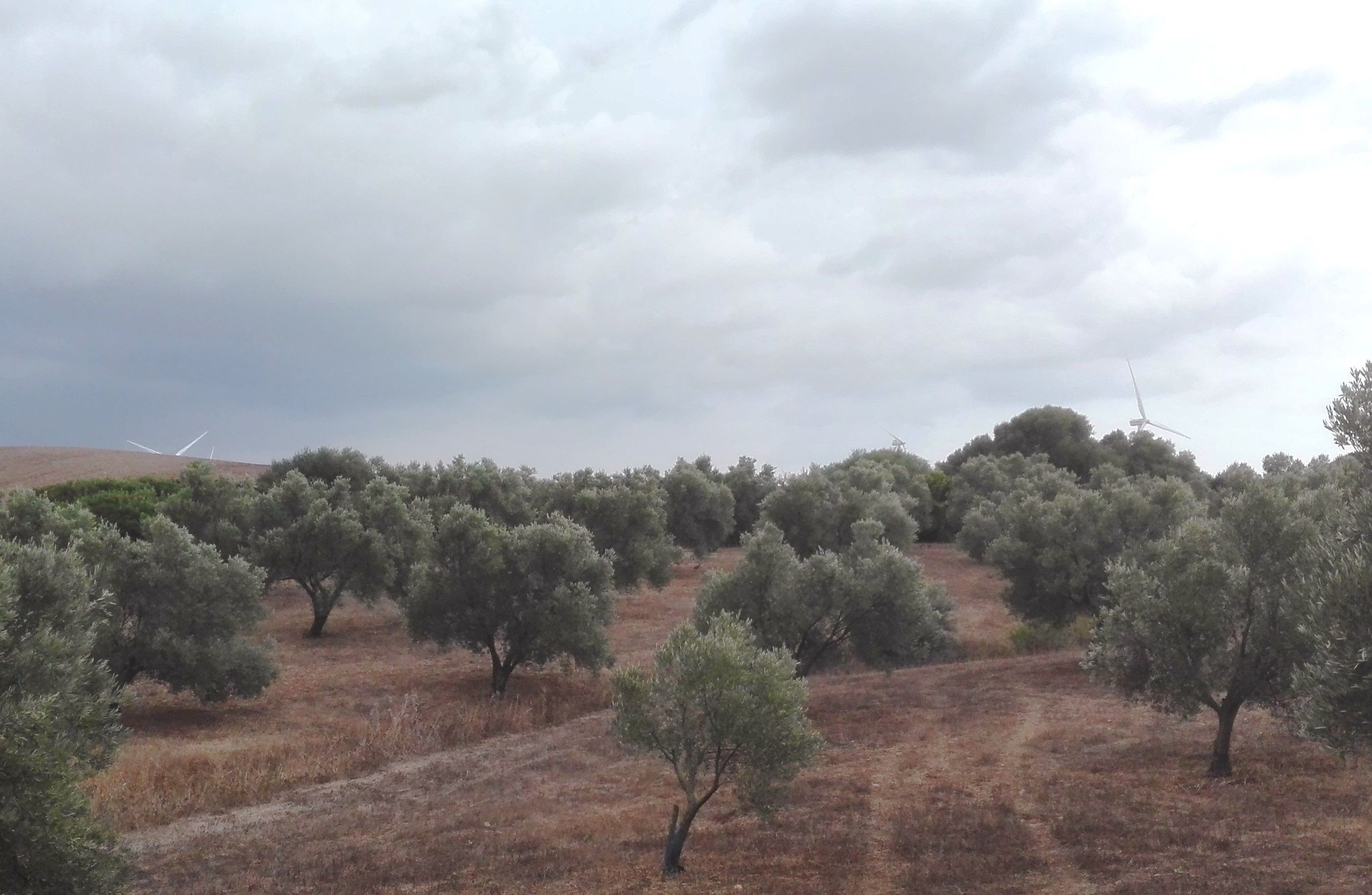 Tormentas en el Olivar
