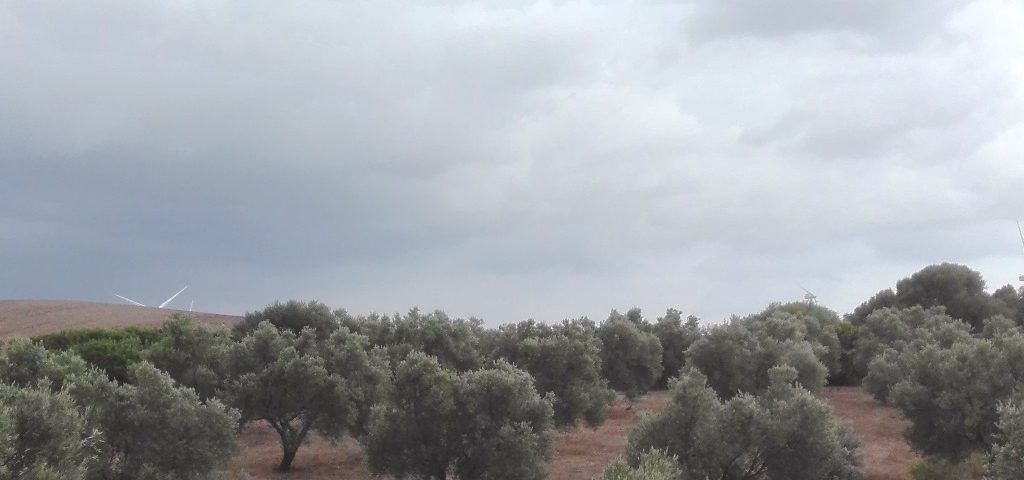 Lluvias otoñales en el Olivar