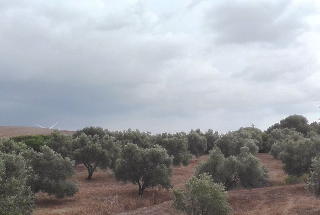 Lluvias otoñales en el Olivar