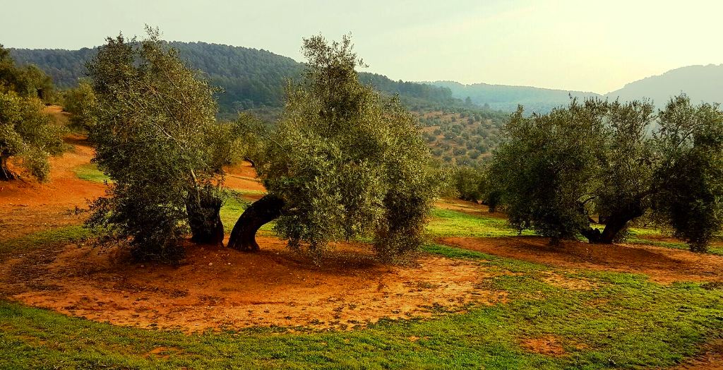 Olivar en parada invernal