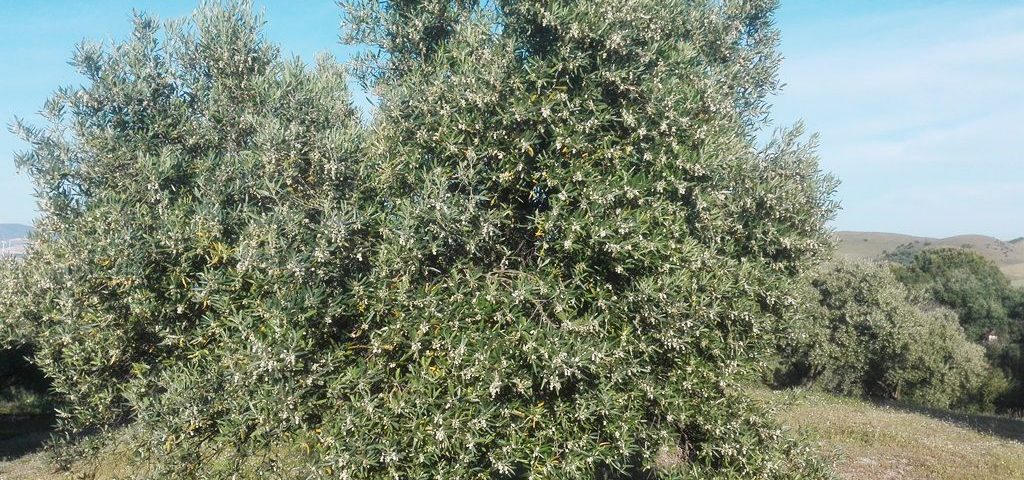 Olivo en flor en primavera